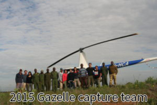Ezenwa Lab gazelle capture team 2015