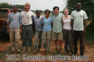 Ezenwa Lab gazelle capture team 2015