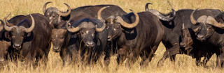 Buffalo in dry grass